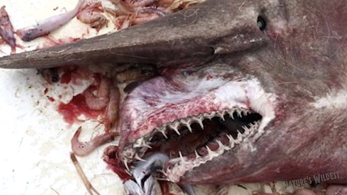 goblin shark on deck of boat