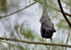 Megabats