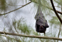 Megabats
