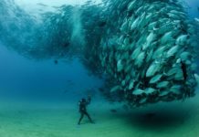 Bigeye Trevally diver faces tornado of fish underwater