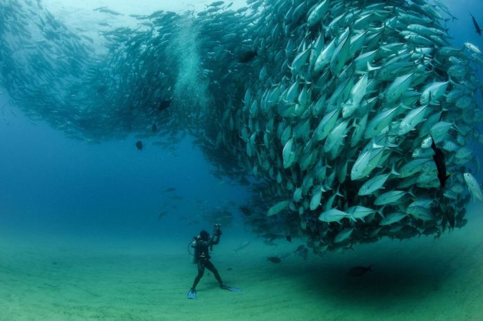diver faces tornado of fish underwater