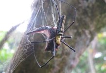 Orb Weaver Spider spider catches bat in web