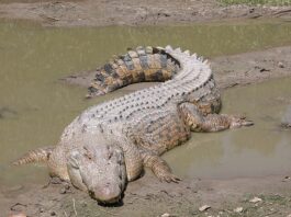 Crocodile Deception in Indonesian Waters