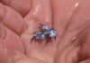 Glaucus atlanticus