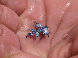 Glaucus atlanticus