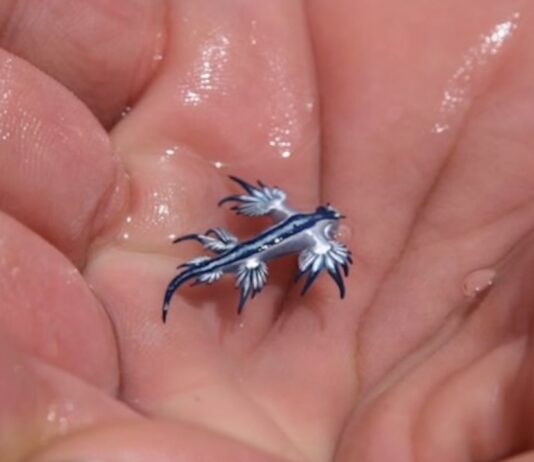 Glaucus atlanticus
