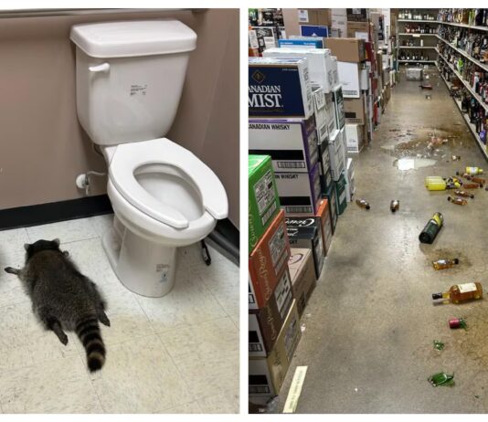 Drunk Raccoon found passed out in Pennsylvania Liquor Store drunk raccoon laying on liquor store bathroom floor.