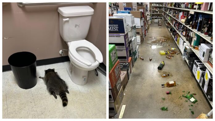 drunk raccoon laying on liquor store bathroom floor.